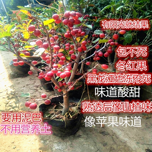 冬红果盆景树桩 长寿果老桩 亚当果精品造型海棠盆栽春观花夏观果