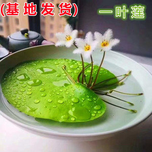 一叶莲浮萍水培植物鱼缸水草造景碗莲睡莲水养生净化水质四季开花