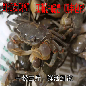发财蟹鲜活白玉蟹蟛蜞蟹螃蜞蟹黄眼蟹嘟噜蟹小螃蟹1500克三斤