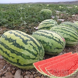 麒麟8424无籽西瓜种子产量高大型甜王懒汉椭圆四季蔬菜水果种孑