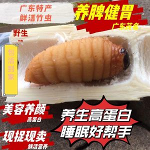 竹虫鲜活体竹子虫蛹竹笋虫皇竹虫食品竹象虫椰子虫