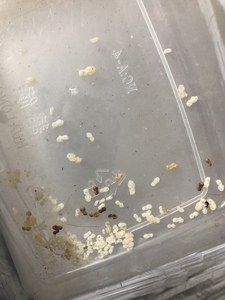 野蛮原生收获蚁纯蛹一个。超过28度需加拍冰袋泡沫箱。