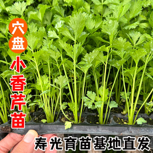 四季小香芹种子种籽芹菜苗高产白芹紫芹西阳台栽种菜蔬菜苗幼苗