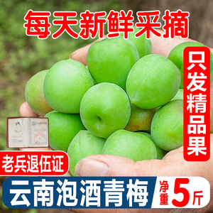 5斤青梅鲜果现摘云南青梅果泡酒青梅酸脆梅子酵素青梅当季水果