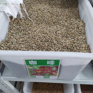 云南小种咖啡豆种小粒种子育苗用种籽34