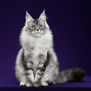 缅因猫巨型大型俄罗斯宠物猫大脚烟灰纯白银虎红虎缅因幼猫活体猫