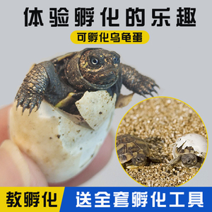 乌龟蛋可孵化成长仓活物中华草龟乌龟缸宠物饲养箱小龟盒六一礼物