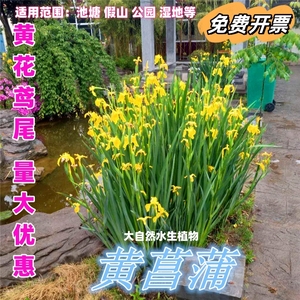 黄菖蒲苗种子黄花鸢尾水生鸢尾花园鱼池假山造景花卉植物净化水质