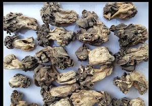 新疆巴楚野生蘑菇干食用菌香菇胡杨林皱柄羊肚菌100包邮 巴楚菇