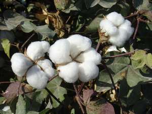 带籽棉花农家棉花带籽结婚未加工籽棉散装带籽的棉花干净1斤包邮
