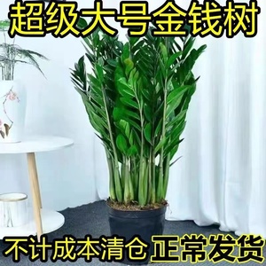 金钱树盆栽植物室内大绿植钱串子招财客厅四季常青发财树盆景