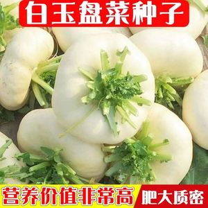 白玉盘菜种籽温州盘菜头种子可腌制大头菜芥菜种子农家秋冬季蔬菜