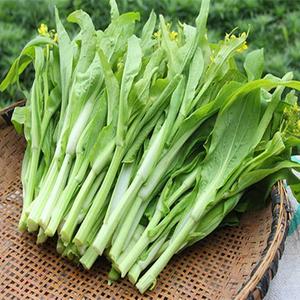 白菜苔菜种籽四季广东菜心白菜苔苗农家新鲜青菜蔬菜种子孑籽新种