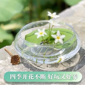 水碗莲培养一叶莲带花苞大号门口盆小叶迷你水生家用睡莲碗莲花。