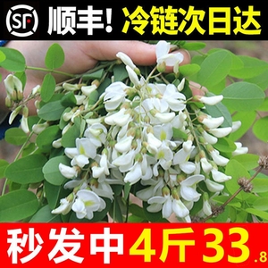 顺丰】槐花新鲜洋槐花杨槐花蒸菜野菜2024年现摘野生鲜槐花纯骨朵