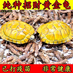 【发财龟】招财黄金龟乌龟活物巴西龟家养观赏宠物龟大乌龟小乌龟