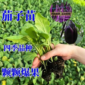 茄子苗杭茄一号紫长茄种子苗菜种烧烤辣椒四季蔬菜种籽孑圆青线秧