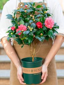 四季开花茶花盆栽带花苞赤丹老桩树苗阳台好养易活的植物木本花卉
