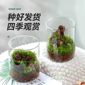 苔藓缸微景观苔藓盒小叶赤楠苔藓植物玻璃绿植物盆栽生态瓶小鱼缸