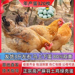 3斤正宗散养产蛋王麻羽绿壳蛋鸡活苗成年土鸡下蛋鸡活鸡包活到家