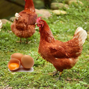 半斤纯种高产蛋王海兰褐蛋鸡活苗脱温小鸡苗母红毛土鸡包活体到家