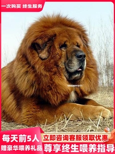 纯种藏獒雪獒幼犬巨型猛犬护卫犬鬼獒藏獒铁包金中亚高加索坎高犬