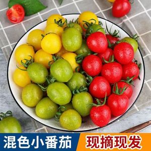 圣女果彩色小番茄新鲜水果生吃现摘黄色绿迷彩红色3色5斤樱桃千禧