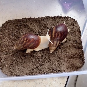 宠物蜗牛饲养土钙土椰土爬虫饲养沙学生科学课蜗牛土饲料蜗牛沙土