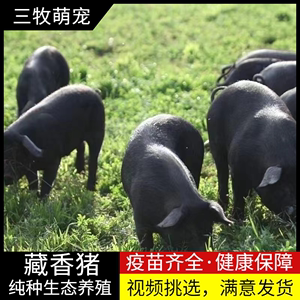 纯种藏香猪幼崽小猪仔散养黑猪活苗种公猪怀孕母猪场家直供生态养