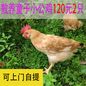 广东惠州散养童子小公鸡未打鸣仔鸡农家小母鸡打鸣土鸡现杀新鲜