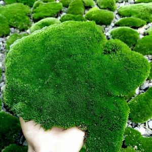 水培绿植优质青苔绿色台藓草造景植物玻璃鱼缸苔藓盆景情人节茶室
