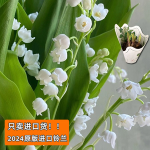 寻花阁荷兰进口铃兰种球盆栽花苗白色鲜花套装室内办公室浓香花卉