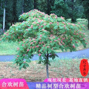 合欢树苗芙蓉树苗绒花树银叶金合欢花树苗树木庭院南北方种植盆栽