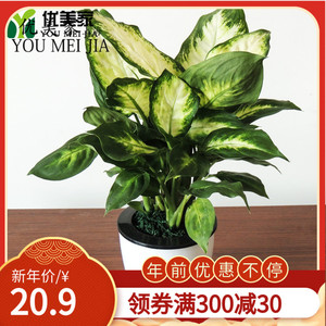 玛丽安花盆 玛丽安花盆品牌 价格 阿里巴巴 玛丽安花盆 玛丽安花盆品牌 价格 阿里巴巴