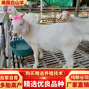 美国白山羊小羊羔羊仔3个月小羊成年怀孕母羊种公羊养殖技术服务