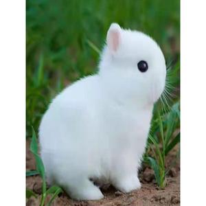 兔子活物侏儒小型长不大不咬人儿童宿舍宠物垂耳小白兔喂养小孩子