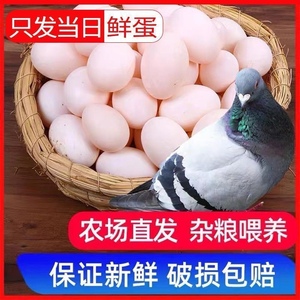 40枚精品新鲜鸽子蛋现捡现发食用蛋营养健康草鸽土鸽五谷杂粮喂养