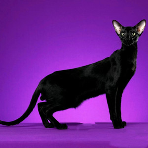 东方短毛猫纯种活体幼猫纯黑纯白花斑飞机耳低耳位cfa注册实体猫