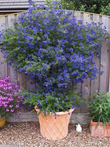 美洲茶蓝色植物多年生耐热花卉夏季庭院阳台楼顶耐寒花灌木易养护