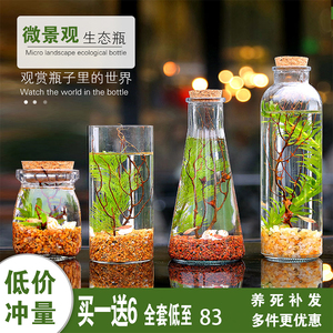 小型雨林生态瓶微型微观生态造景科学材料水草小鱼缸小学生科学课