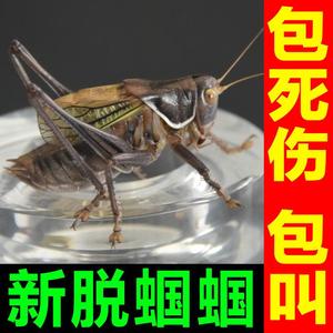 蝈蝈活虫蝈蝈活鸣虫活物超大新脱铁皮山青大号精品春蝈蝈绿幼虫活