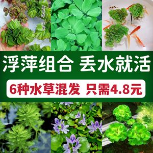 鱼缸浮萍水草无土活体水培水生植物种子龟缸绿植养鱼养龟净化水质