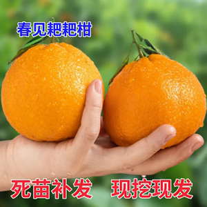 四川不知火丑橘苗嫁接丑八怪橘子树苗盆栽地栽南北方种植当年结果