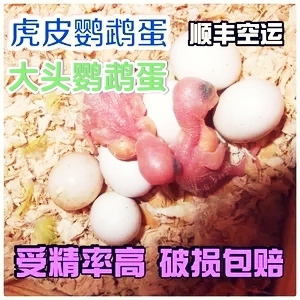 虎皮鹦鹉受精蛋种蛋鹦鹉鸟蛋种蛋可人工孵化种蛋黄化大头受精蛋