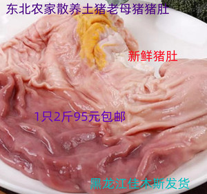 老母猪肚新鲜东北黑龙江农家散养土猪老母猪1只2斤95元顺丰包邮