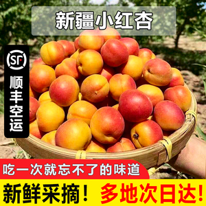 【爆甜好吃】新疆小红杏新鲜杏子水果5斤阿克苏当季吊干杏小白杏