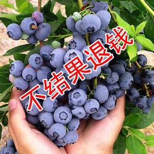 蓝莓树苗南高丛南方北方种植室外当年结果带叶带果原树土东莞发货