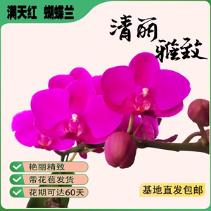 【带花剑多花苞】蝴蝶兰带花盆栽室内精致兰花鲜花绿植双剑粉红