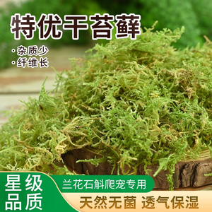 干苔藓水苔绿植铺面造景假青苔仿生人造草坪盆景盆栽装饰草皮布置