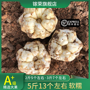 【顺丰包邮】2023宜兴新鲜大百合土特产纯农家食用无硫百合2斤5斤